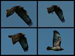 (14) hawk montage.jpg    (1000x740)    201 KB                              click to see enlarged picture